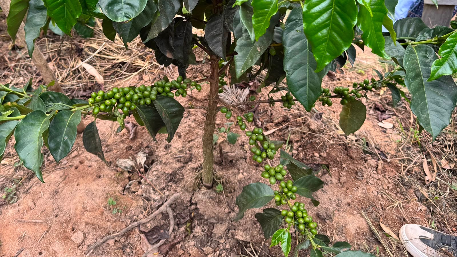 Coffee cherries ripening on the branch in Makueni County